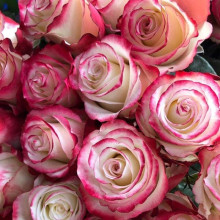 Троянда чайно-гібридна Світнес | Hybrid tea rose Sweetness | Роза чайно-гибридная Свитнес