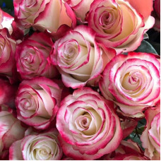 Троянда чайно-гібридна Світнес | Hybrid tea rose Sweetness | Роза чайно-гибридная Свитнес