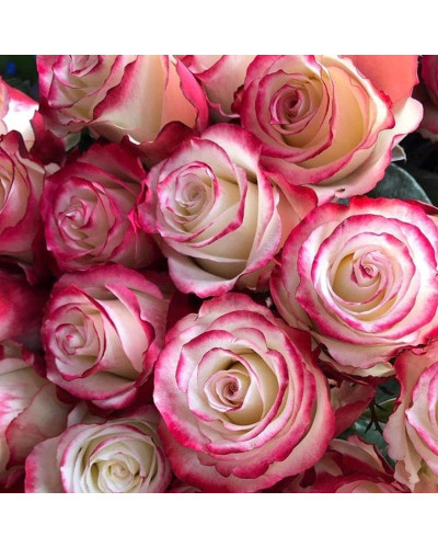Троянда чайно-гібридна Світнес | Hybrid tea rose Sweetness | Роза чайно-гибридная Свитнес