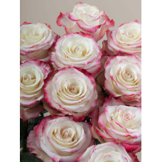 Троянда чайно-гібридна Світнес | Hybrid tea rose Sweetness | Роза чайно-гибридная Свитнес