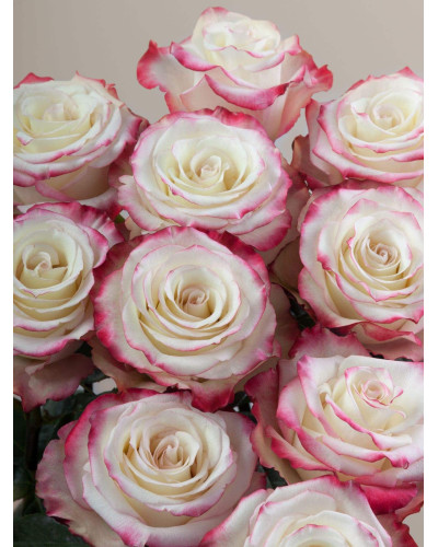 Троянда чайно-гібридна Світнес | Hybrid tea rose Sweetness | Роза чайно-гибридная Свитнес