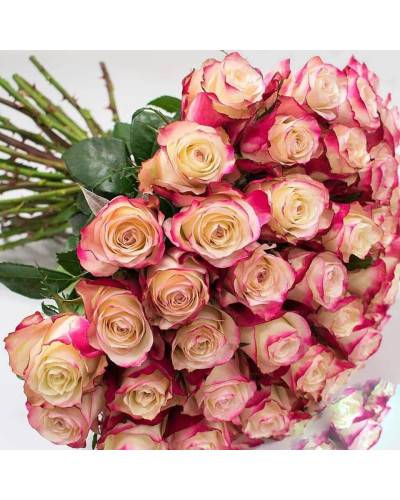 Троянда чайно-гібридна Світнес | Hybrid tea rose Sweetness | Роза чайно-гибридная Свитнес