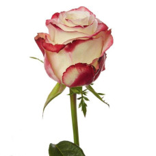 Троянда чайно-гібридна Світнес | Hybrid tea rose Sweetness | Роза чайно-гибридная Свитнес