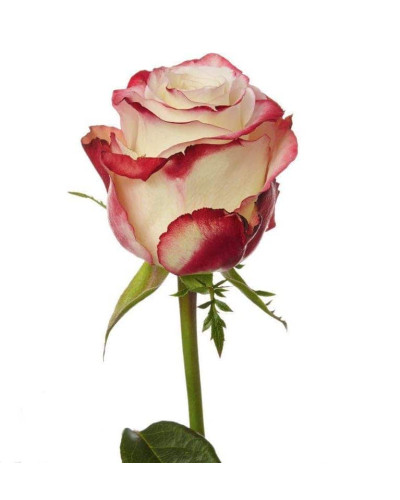Троянда чайно-гібридна Світнес | Hybrid tea rose Sweetness | Роза чайно-гибридная Свитнес