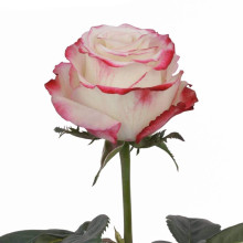 Троянда чайно-гібридна Світнес | Hybrid tea rose Sweetness | Роза чайно-гибридная Свитнес