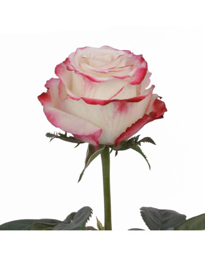 Троянда чайно-гібридна Світнес | Hybrid tea rose Sweetness | Роза чайно-гибридная Свитнес