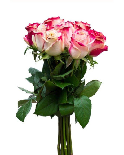Троянда чайно-гібридна Світнес | Hybrid tea rose Sweetness | Роза чайно-гибридная Свитнес