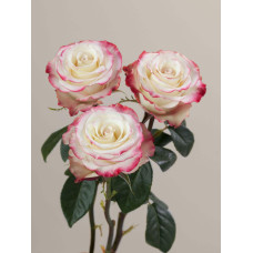Троянда чайно-гібридна Світнес | Hybrid tea rose Sweetness | Роза чайно-гибридная Свитнес