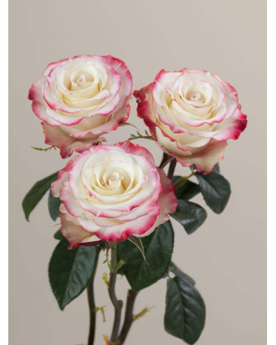 Троянда чайно-гібридна Світнес | Hybrid tea rose Sweetness | Роза чайно-гибридная Свитнес