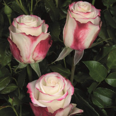 Троянда чайно-гібридна Світнес | Hybrid tea rose Sweetness | Роза чайно-гибридная Свитнес