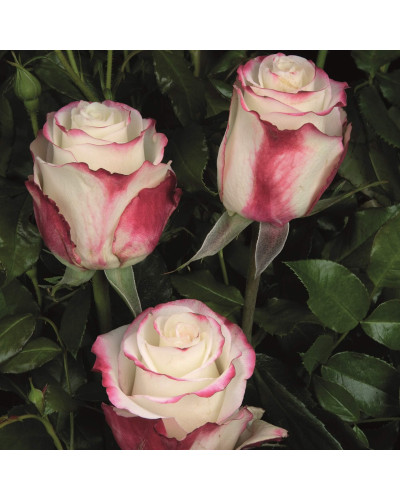 Троянда чайно-гібридна Світнес | Hybrid tea rose Sweetness | Роза чайно-гибридная Свитнес