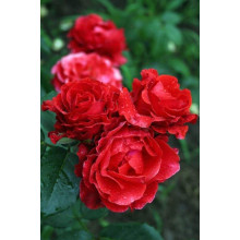 Троянда чайно-гібридна Ель Торо (червона) | Hybrid tea rose El Toro (red) | Роза чайно-гибридная Эль Торо (красная)