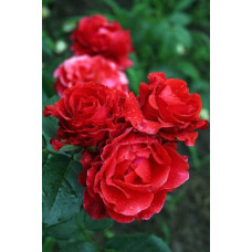 Троянда чайно-гібридна Ель Торо (червона) | Hybrid tea rose El Toro (red) | Роза чайно-гибридная Эль Торо (красная)