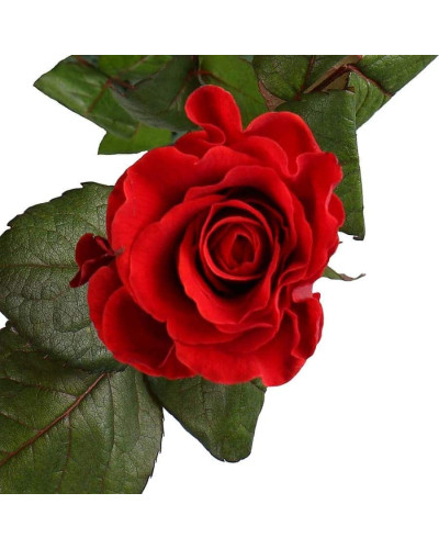 Троянда чайно-гібридна Ель Торо (червона) | Hybrid tea rose El Toro (red) | Роза чайно-гибридная Эль Торо (красная)