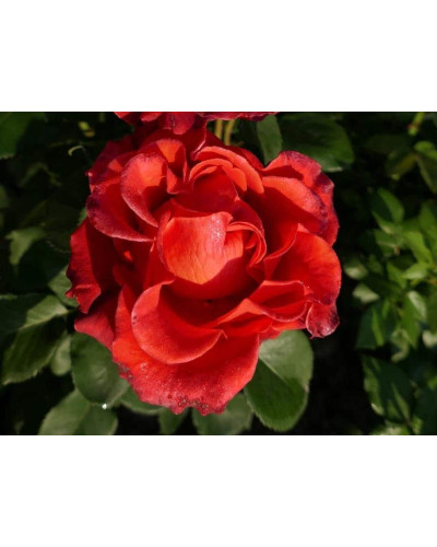 Троянда чайно-гібридна Ель Торо (червона) | Hybrid tea rose El Toro (red) | Роза чайно-гибридная Эль Торо (красная)