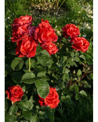 Троянда чайно-гібридна Ель Торо (червона) | Hybrid tea rose El Toro (red) | Роза чайно-гибридная Эль Торо (красная)