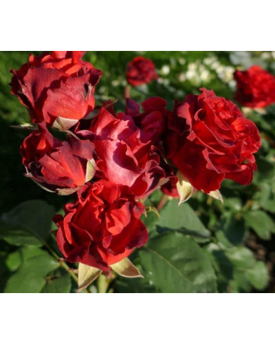 Троянда чайно-гібридна Ель Торо (червона) | Hybrid tea rose El Toro (red) | Роза чайно-гибридная Эль Торо (красная)