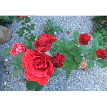 Троянда чайно-гібридна Ель Торо (червона) | Hybrid tea rose El Toro (red) | Роза чайно-гибридная Эль Торо (красная)