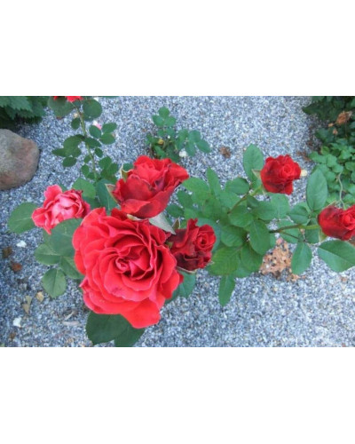 Троянда чайно-гібридна Ель Торо (червона) | Hybrid tea rose El Toro (red) | Роза чайно-гибридная Эль Торо (красная)
