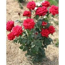 Троянда чайно-гібридна Ель Торо (червона) | Hybrid tea rose El Toro (red) | Роза чайно-гибридная Эль Торо (красная)