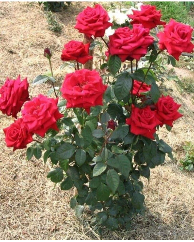 Троянда чайно-гібридна Ель Торо (червона) | Hybrid tea rose El Toro (red) | Роза чайно-гибридная Эль Торо (красная)