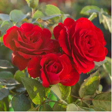 Троянда чайно-гібридна Ель Торо (червона) | Hybrid tea rose El Toro (red) | Роза чайно-гибридная Эль Торо (красная)