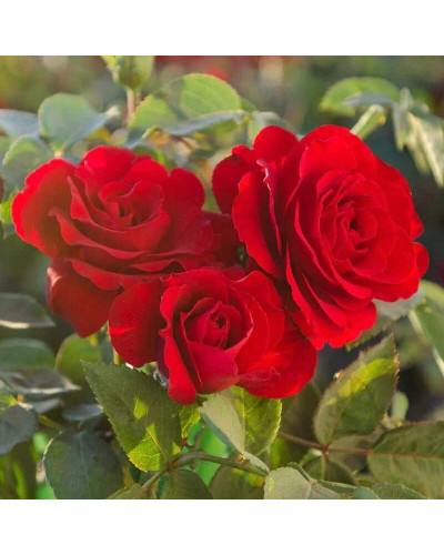 Троянда чайно-гібридна Ель Торо (червона) | Hybrid tea rose El Toro (red) | Роза чайно-гибридная Эль Торо (красная)