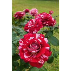 Троянда чайно-гібридна ’Хуліо Іглесіас’|Hybrid tea rose ’Julio Iglesias’|Роза чайно-гибридная ’Хулио Иглесиас’