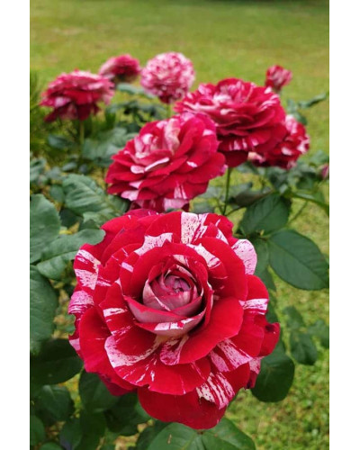 Троянда чайно-гібридна ’Хуліо Іглесіас’|Hybrid tea rose ’Julio Iglesias’|Роза чайно-гибридная ’Хулио Иглесиас’