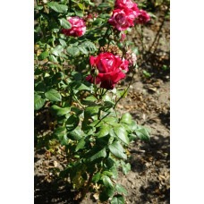 Троянда чайно-гібридна ’Хуліо Іглесіас’|Hybrid tea rose ’Julio Iglesias’|Роза чайно-гибридная ’Хулио Иглесиас’