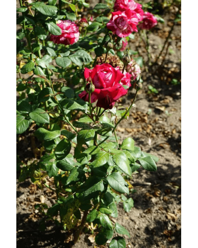 Троянда чайно-гібридна ’Хуліо Іглесіас’|Hybrid tea rose ’Julio Iglesias’|Роза чайно-гибридная ’Хулио Иглесиас’
