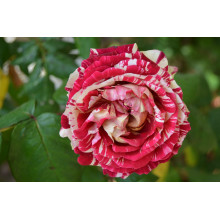 Троянда чайно-гібридна ’Хуліо Іглесіас’|Hybrid tea rose ’Julio Iglesias’|Роза чайно-гибридная ’Хулио Иглесиас’