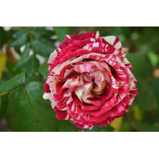 Троянда чайно-гібридна ’Хуліо Іглесіас’|Hybrid tea rose ’Julio Iglesias’|Роза чайно-гибридная ’Хулио Иглесиас’