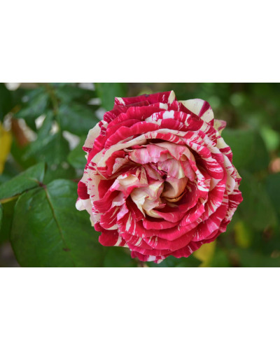 Троянда чайно-гібридна ’Хуліо Іглесіас’|Hybrid tea rose ’Julio Iglesias’|Роза чайно-гибридная ’Хулио Иглесиас’