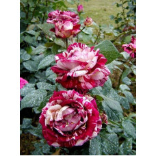 Троянда чайно-гібридна ’Хуліо Іглесіас’|Hybrid tea rose ’Julio Iglesias’|Роза чайно-гибридная ’Хулио Иглесиас’