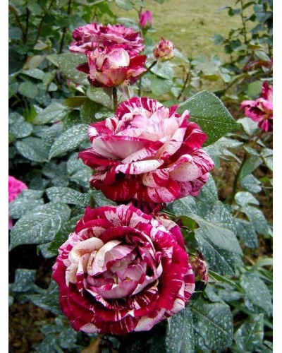 Троянда чайно-гібридна ’Хуліо Іглесіас’|Hybrid tea rose ’Julio Iglesias’|Роза чайно-гибридная ’Хулио Иглесиас’
