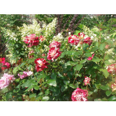 Троянда чайно-гібридна ’Хуліо Іглесіас’|Hybrid tea rose ’Julio Iglesias’|Роза чайно-гибридная ’Хулио Иглесиас’
