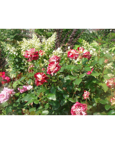 Троянда чайно-гібридна ’Хуліо Іглесіас’|Hybrid tea rose ’Julio Iglesias’|Роза чайно-гибридная ’Хулио Иглесиас’