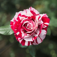 Троянда чайно-гібридна ’Хуліо Іглесіас’|Hybrid tea rose ’Julio Iglesias’|Роза чайно-гибридная ’Хулио Иглесиас’