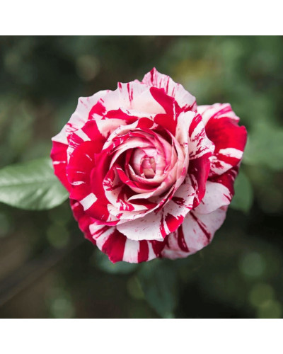 Троянда чайно-гібридна ’Хуліо Іглесіас’|Hybrid tea rose ’Julio Iglesias’|Роза чайно-гибридная ’Хулио Иглесиас’