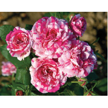 Троянда чайно-гібридна ’Хуліо Іглесіас’|Hybrid tea rose ’Julio Iglesias’|Роза чайно-гибридная ’Хулио Иглесиас’