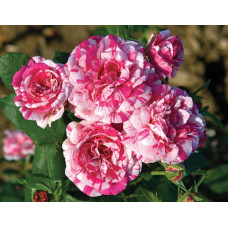 Троянда чайно-гібридна ’Хуліо Іглесіас’|Hybrid tea rose ’Julio Iglesias’|Роза чайно-гибридная ’Хулио Иглесиас’