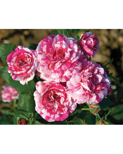 Троянда чайно-гібридна ’Хуліо Іглесіас’|Hybrid tea rose ’Julio Iglesias’|Роза чайно-гибридная ’Хулио Иглесиас’