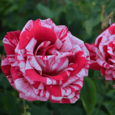 Троянда чайно-гібридна ’Хуліо Іглесіас’|Hybrid tea rose ’Julio Iglesias’|Роза чайно-гибридная ’Хулио Иглесиас’