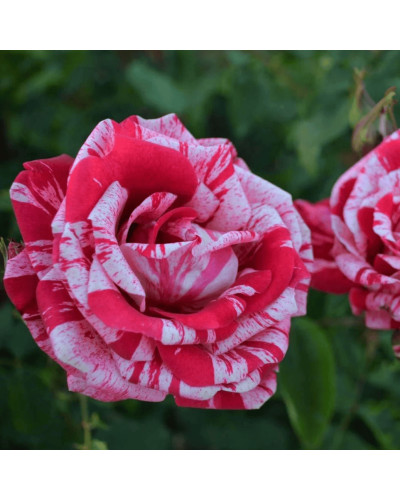 Троянда чайно-гібридна ’Хуліо Іглесіас’|Hybrid tea rose ’Julio Iglesias’|Роза чайно-гибридная ’Хулио Иглесиас’