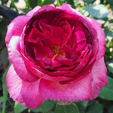 Троянда чайно-гібридна ’Тьєррі Маркс’ (рожева з малиновою серединкою)|Hybrid tea rose ’Thierry Marx’|Роза чайно-гибридная ’Тьерри Маркс’ (розовая с малиновой серединкой)