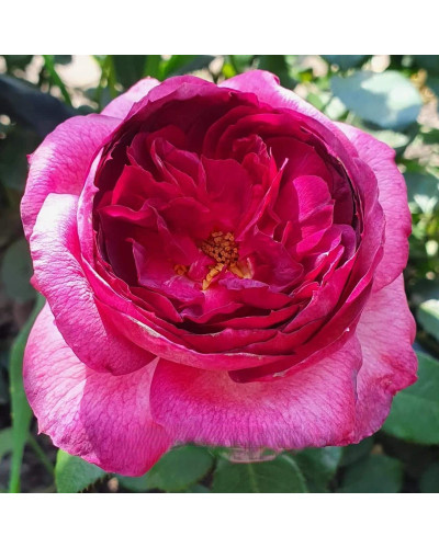 Троянда чайно-гібридна ’Тьєррі Маркс’ (рожева з малиновою серединкою)|Hybrid tea rose ’Thierry Marx’|Роза чайно-гибридная ’Тьерри Маркс’ (розовая с малиновой серединкой)