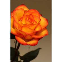 Троянда чайно-гібридна ’Сонечко’|Hybrid tea rose ’Sonechko’|Роза чайно-гибридная ’Солнышко’
