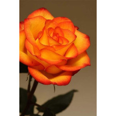 Троянда чайно-гібридна ’Сонечко’|Hybrid tea rose ’Sonechko’|Роза чайно-гибридная ’Солнышко’