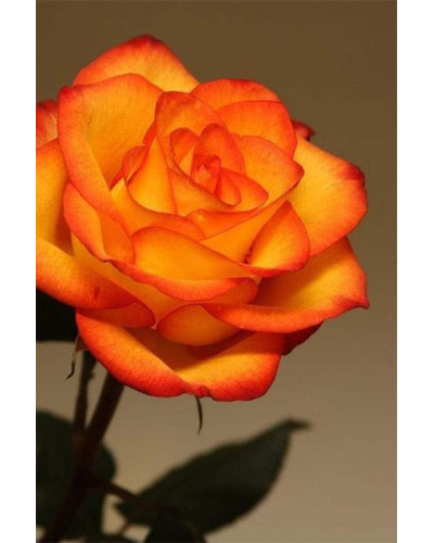 Троянда чайно-гібридна ’Сонечко’|Hybrid tea rose ’Sonechko’|Роза чайно-гибридная ’Солнышко’